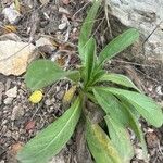 Cynoglossum creticum List