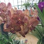 Vanda coerulescens Cvet