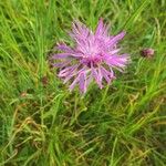 Centaurea jaceaFlor