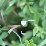 Epilobium roseum Квітка