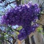 Jacaranda mimosifolia Квітка