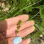 Carex leersii Цвят