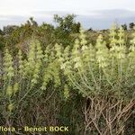 Sideritis fruticulosa Plante entière