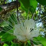 Capparis artensis Flor