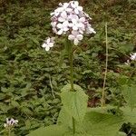 Lunaria redivivaFlor