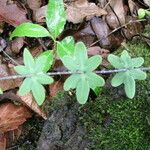 Pellaea ternifolia Blad