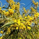 Acacia saligna Květ