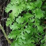 Senecio doria Leaf