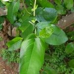 Piper tuberculatum पत्ता