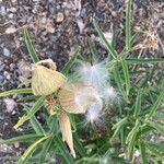 Asclepias asperula Frutto