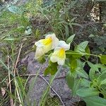 Antirrhinum latifolium Hoja