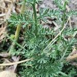 Achillea ageratum Ліст