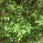 Feretia apodanthera Otro