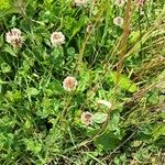 Trifolium repens ফুল