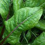 Rumex acetosa Leaf