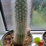 Cleistocactus strausii Frunză