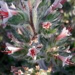 Echium asperrimum Flower