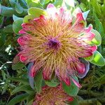 Protea grandiceps Virág