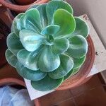 Echeveria australis Leaf