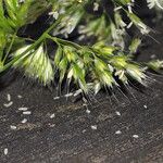 Trisetum paniceum 花