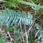 Pentaclethra macroloba List
