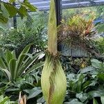 Amorphophallus titanum Blatt