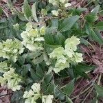 Helleborus argutifolius Квітка