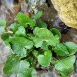 Centella asiatica Levél