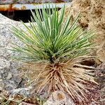 Yucca harrimaniae Foglia