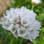 Armeria pseudarmeria ᱵᱟᱦᱟ