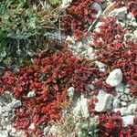 Crassula tillaea Habit