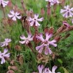 Silene vallesia Flors