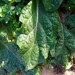 Mandragora officinarum Leaf