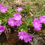 Primula hirsuta Blüte