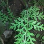 Cystopteris alpina পাতা