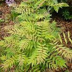 Sorbaria sorbifolia Leaf