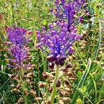 Muscari comosum Blomma