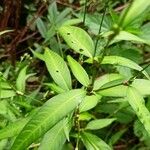 Persicaria hydropiper Leaf