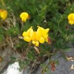 Lotus corniculatusFlower