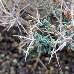 Teucrium subspinosum Blad