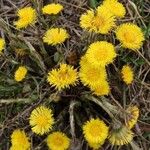 Tussilago farfara Flor