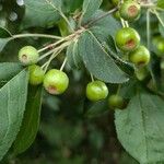 Malus sylvestris 果實