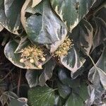 Hedera algeriensis Other