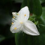 Tradescantia fluminensis Virág