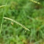 Urochloa trichopus Flower