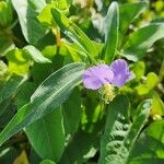 Commelina albescens 花