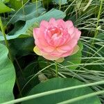 Nelumbo nucifera Flower