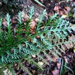 Asplenium rutifolium Blad