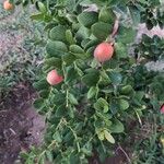 Carissa macrocarpa Fruit