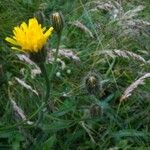 Crepis conyzifolia Folha